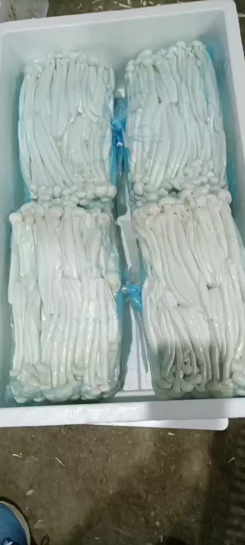 工厂化海鲜菇价钱合适。