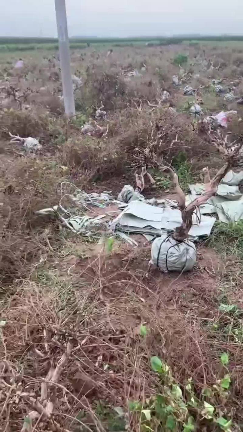 供金银花老树桩