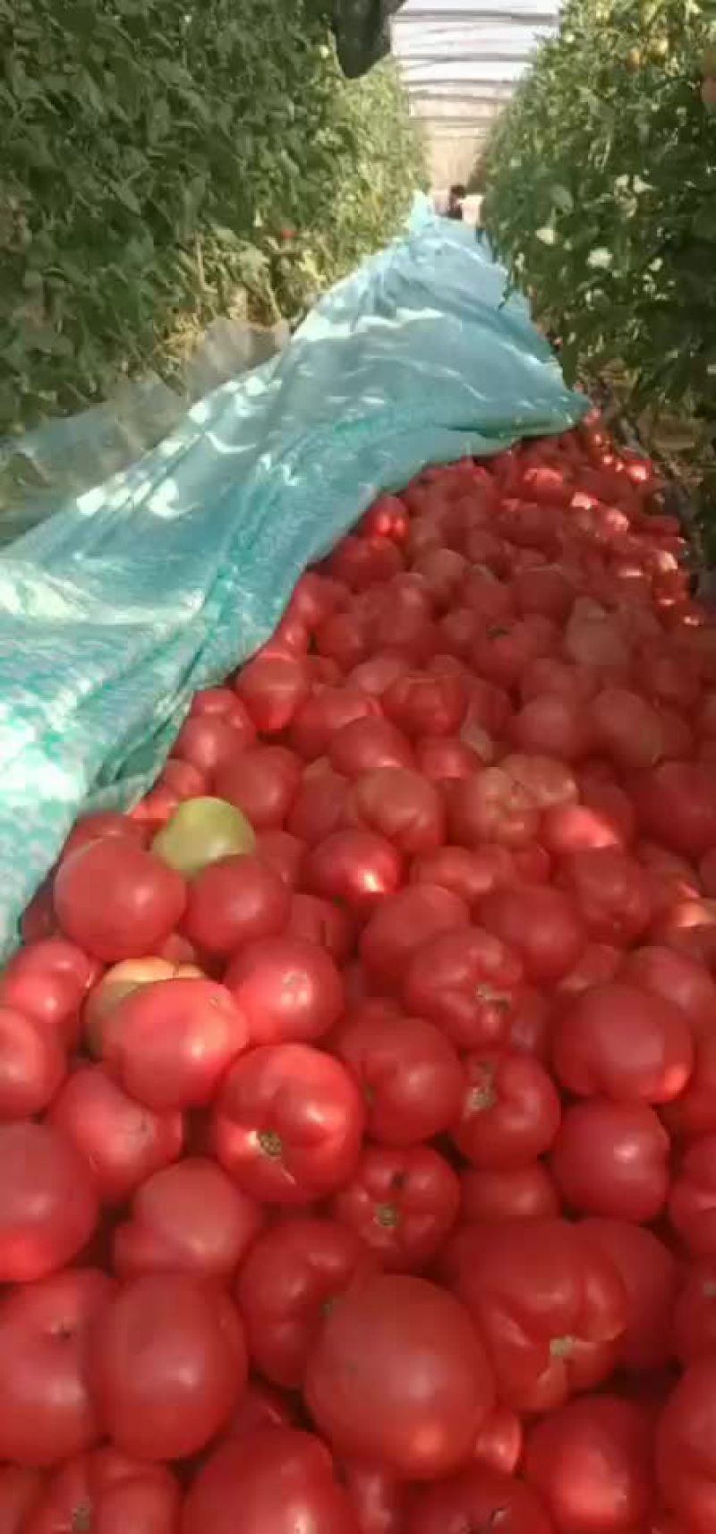廊坊西红柿大量有货！