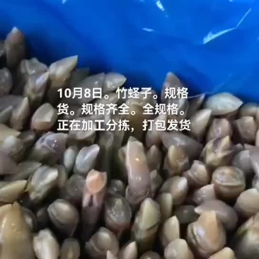 竹蛏子
