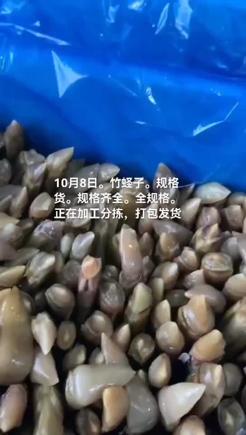 竹蛏子