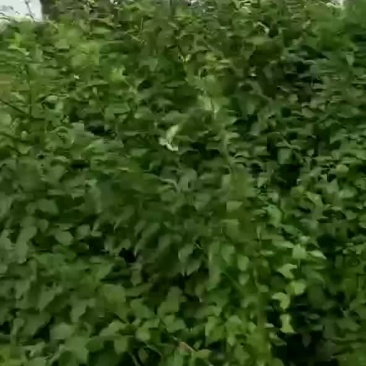 连翘苗，现货发出上车付款，欢迎采购可视频看货