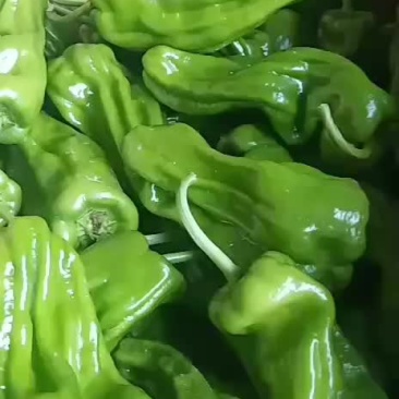 薄皮椒，芜湖椒