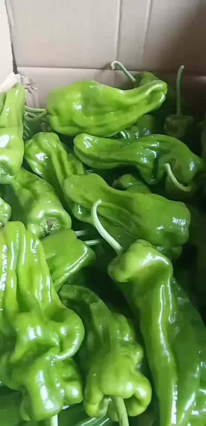 薄皮椒，芜湖椒