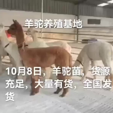 羊驼