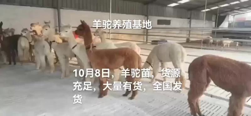 羊驼
