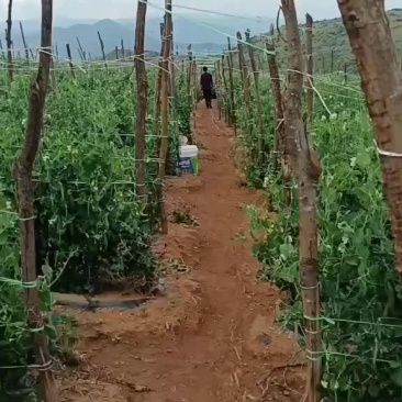 长寿仁豌豆