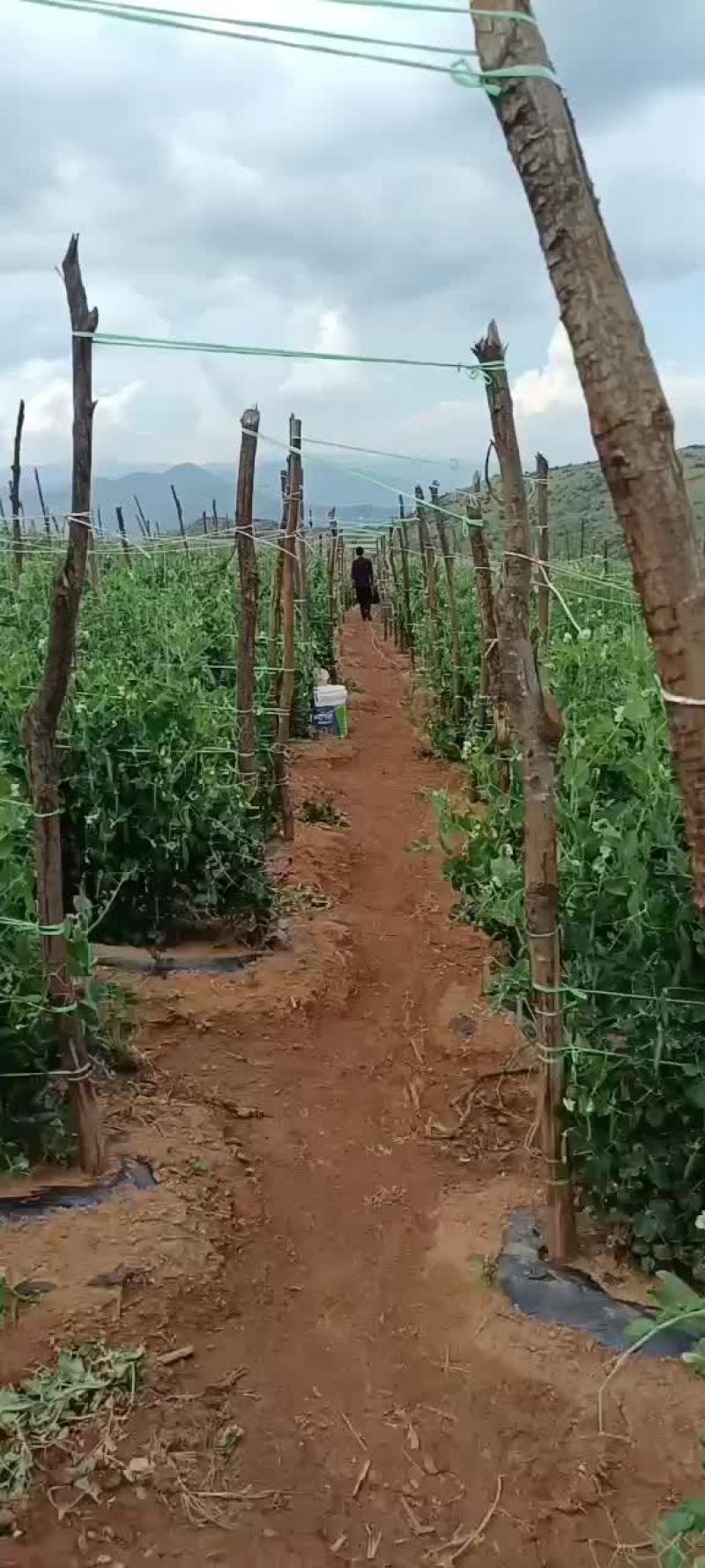 长寿仁豌豆