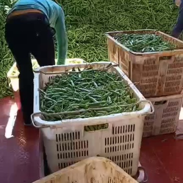 长寿仁豌豆