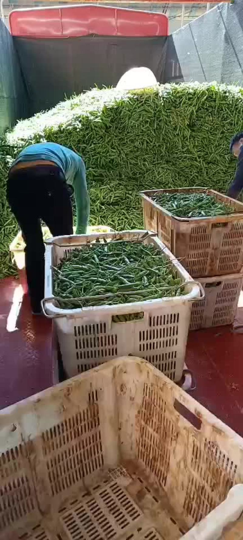 长寿仁豌豆