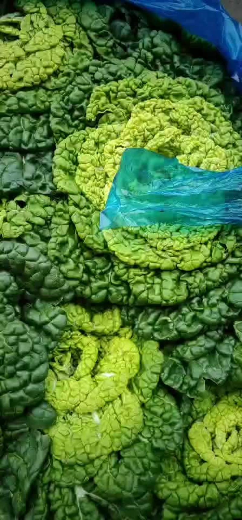 黄心菜黄心乌黄心白菜