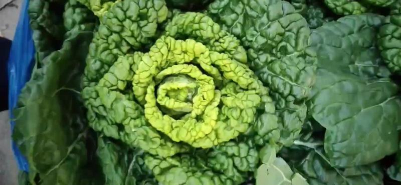 黄心菜黄心乌黄心白菜