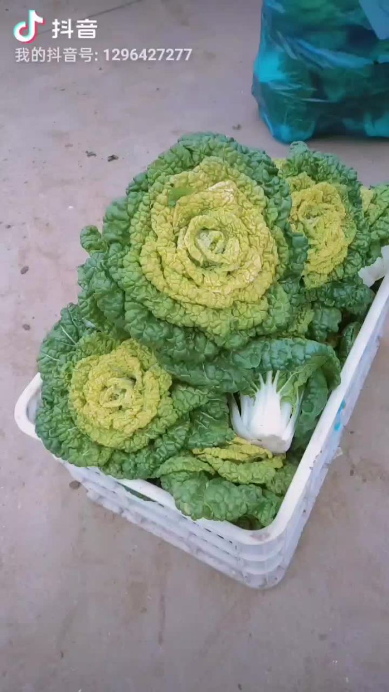 黄心菜黄心乌黄心白菜