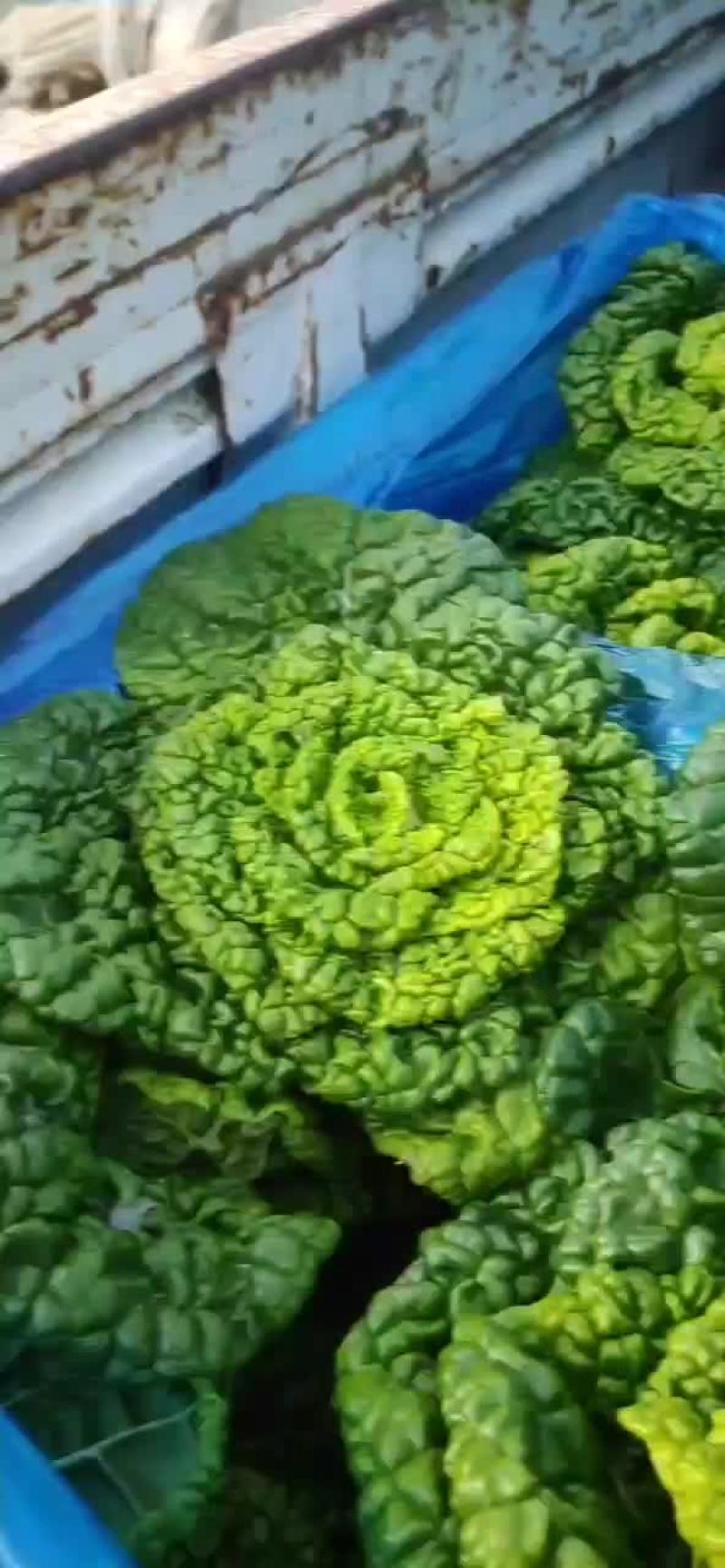 黄心菜黄心乌黄心白菜