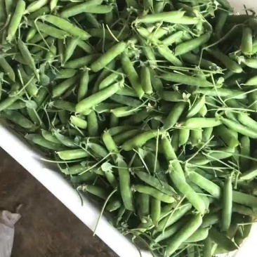 长寿仁豌豆