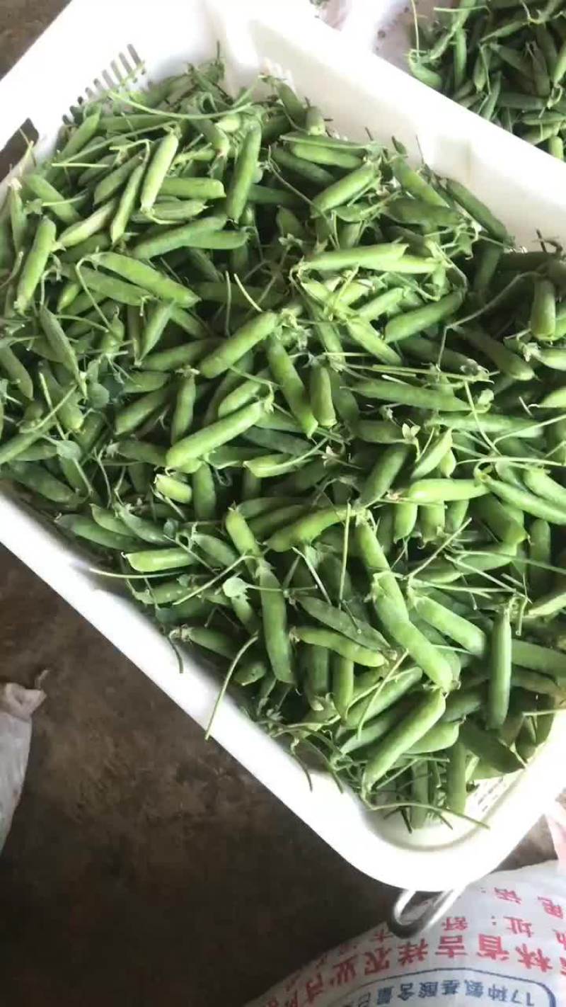 长寿仁豌豆