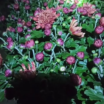 国庆红萝卜菊花