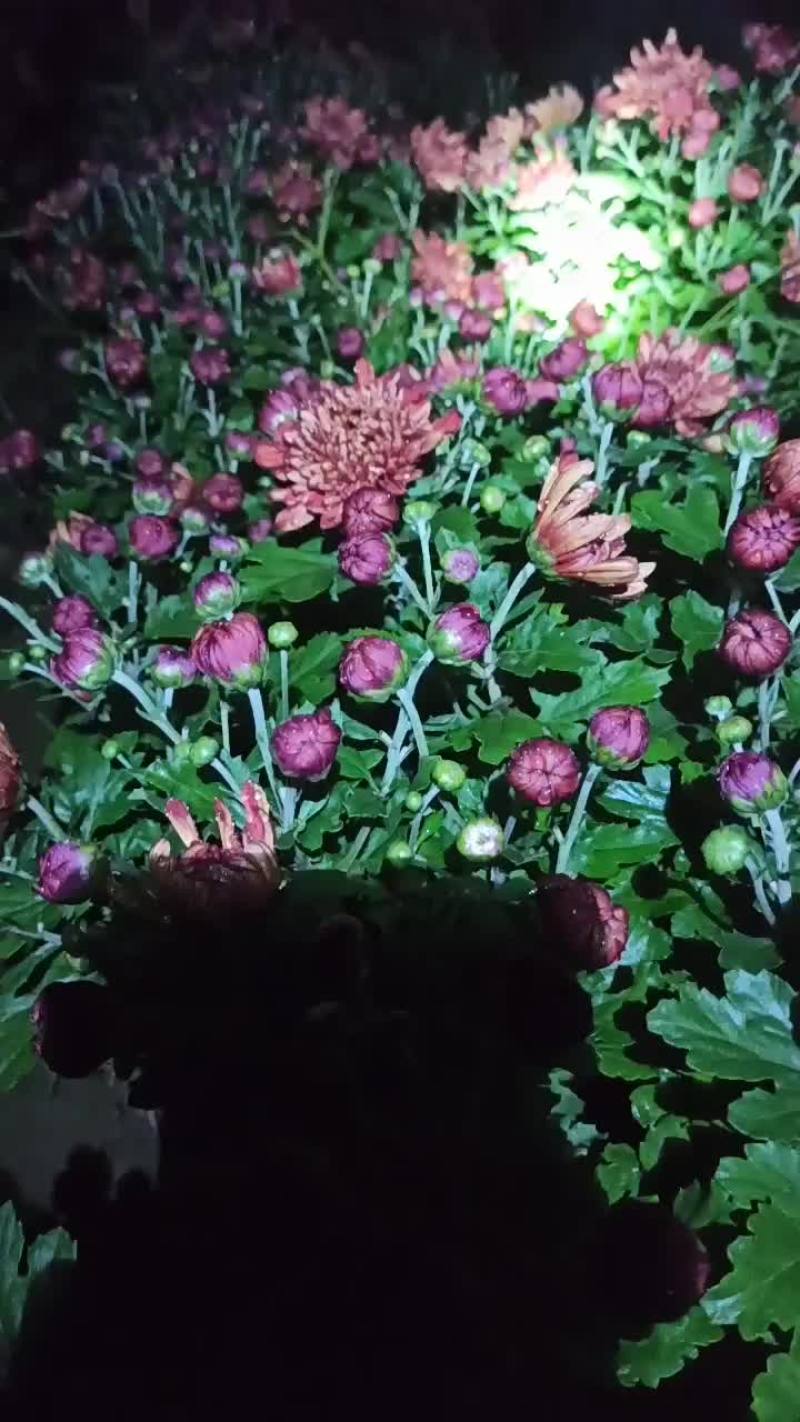 国庆红萝卜菊花