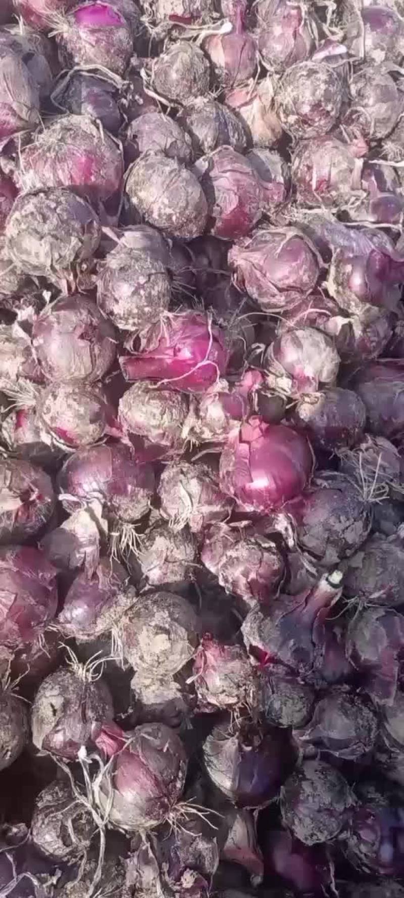 葱头