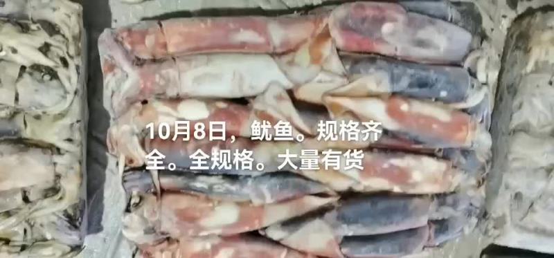 鱿鱼
