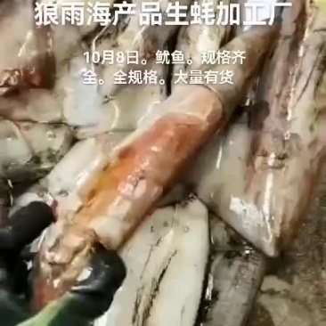 鱿鱼