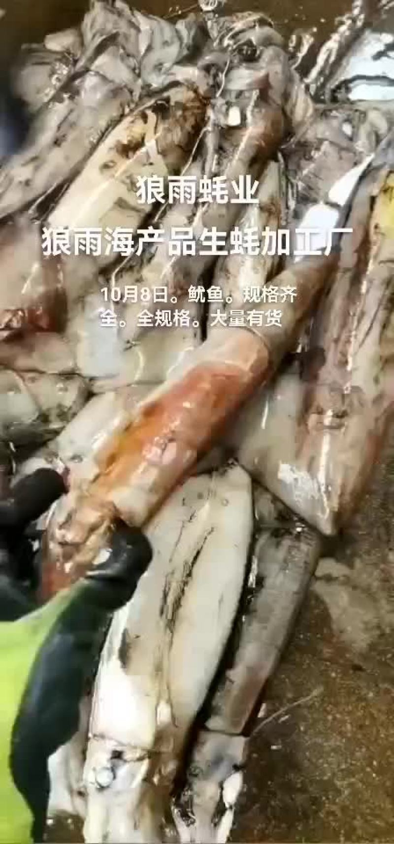 鱿鱼