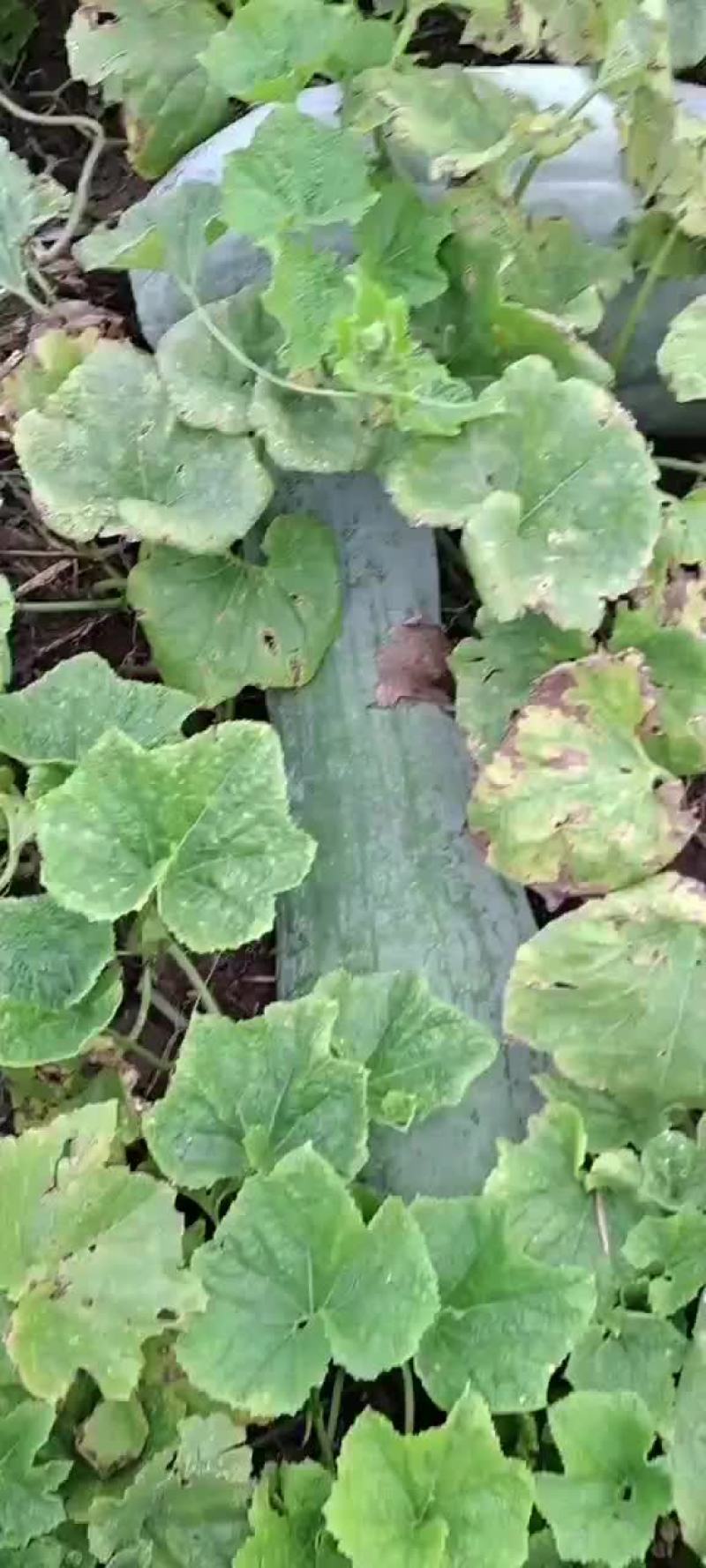 讧西白皮吊冬瓜