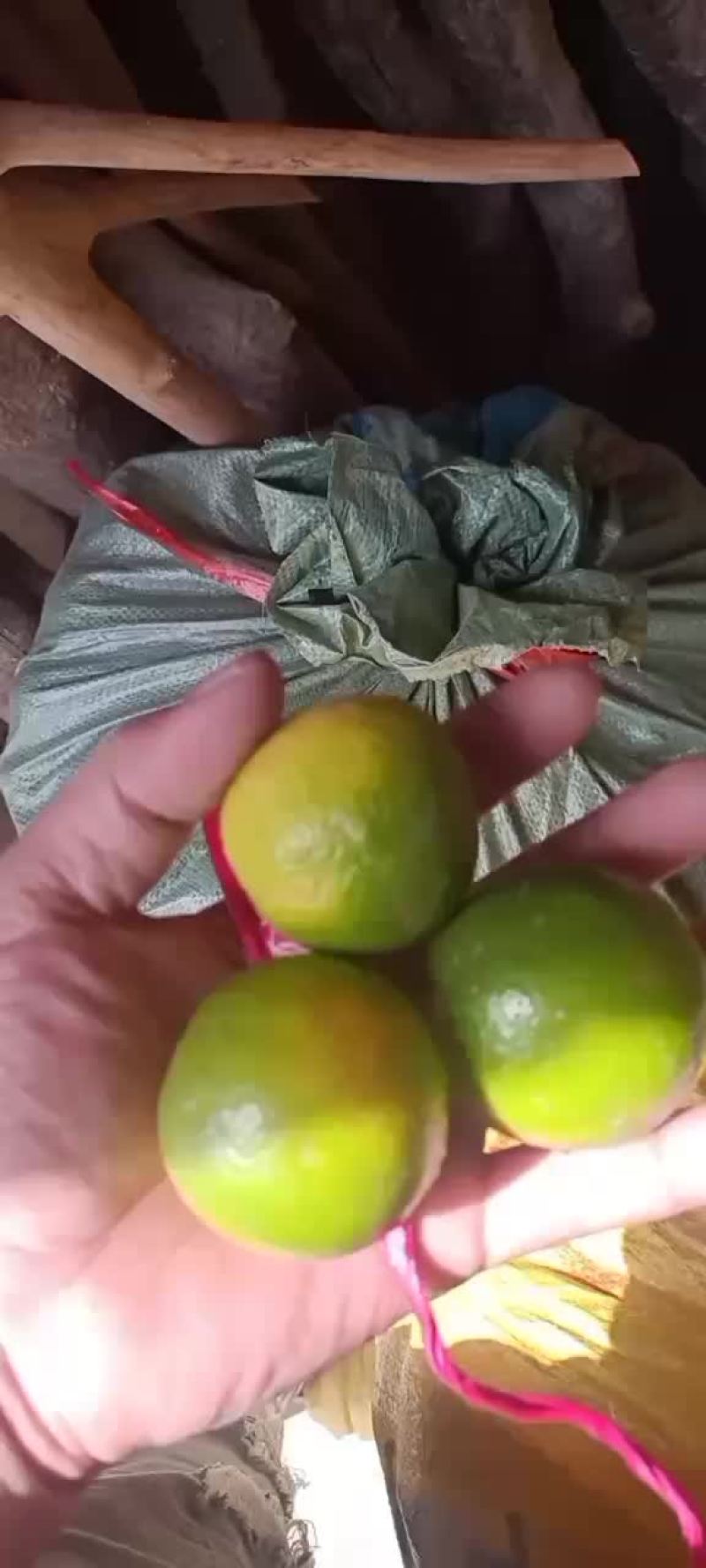 广西本地土柠檬大量有货，有需求的老板联系我