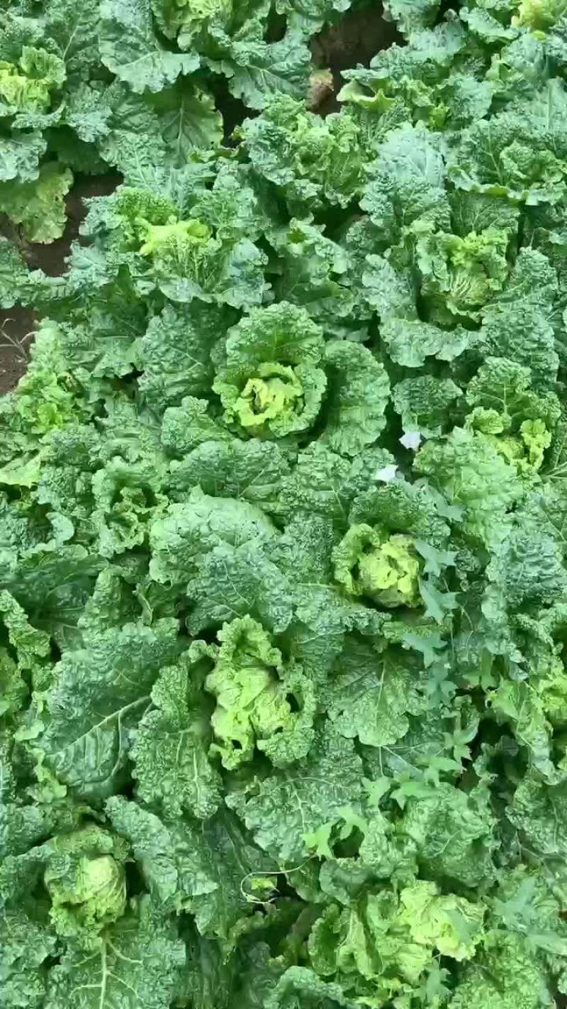 麻叶菜有货