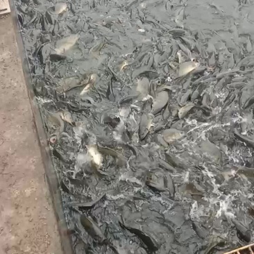 需要成品鱼放鱼塘水库垂钓的规格品种齐全！