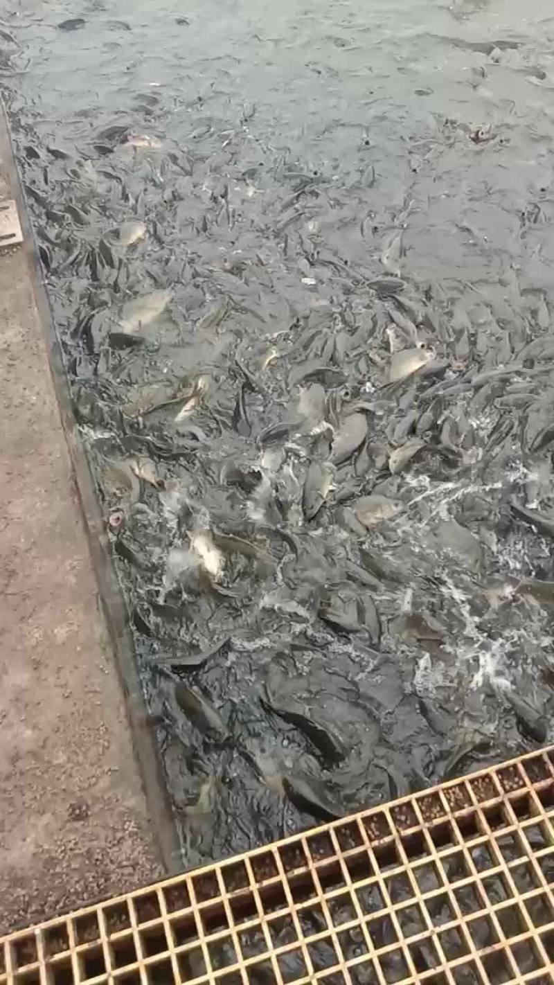 需要成品鱼放鱼塘水库垂钓的规格品种齐全！