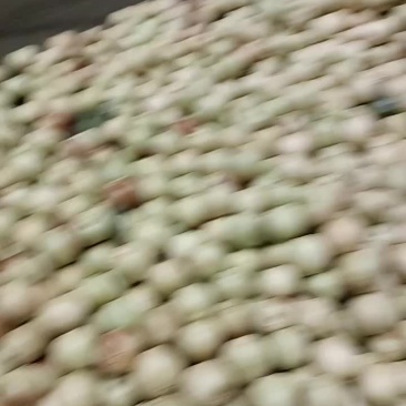冬枣
