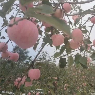 白水苹果