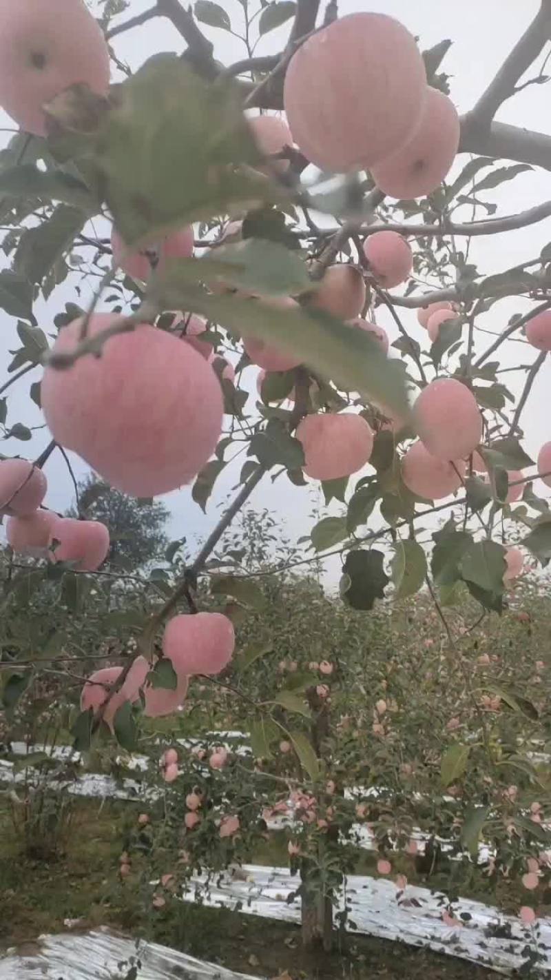 白水苹果
