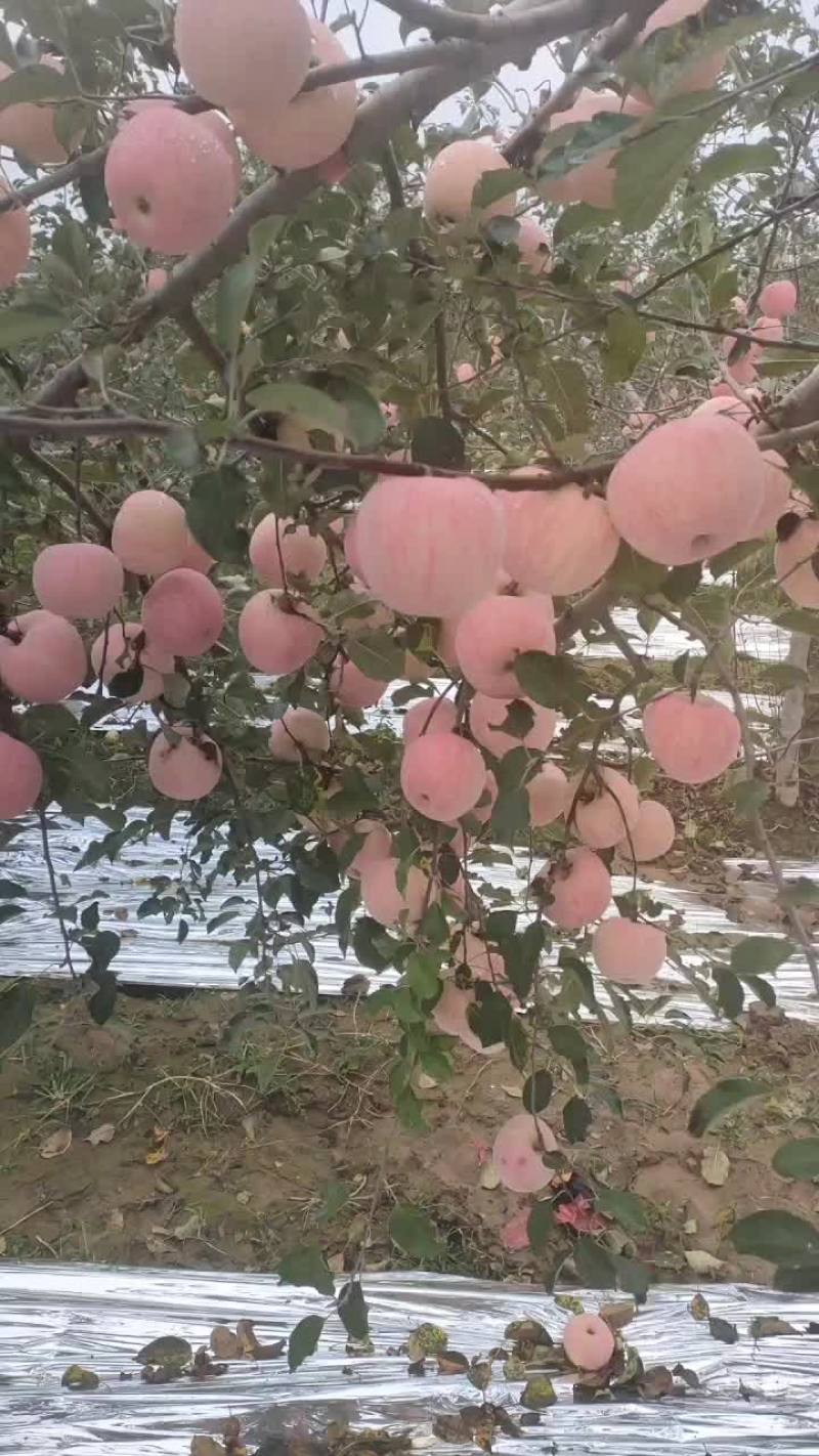 白水苹果