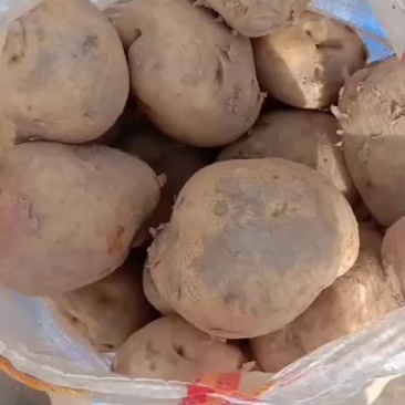 晋署土豆4两起步