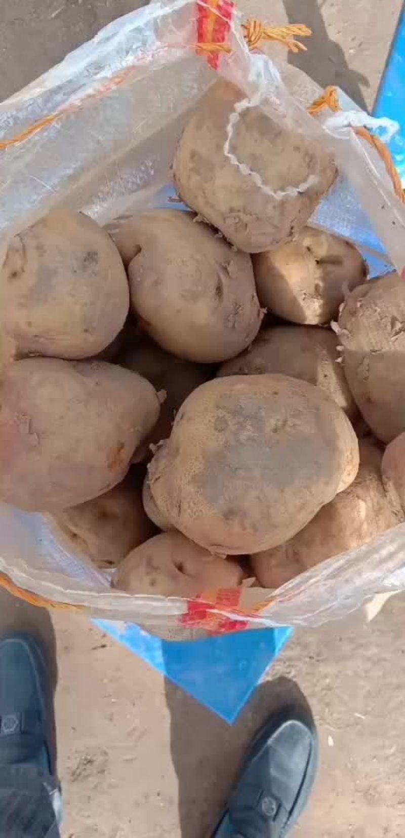 晋署土豆4两起步