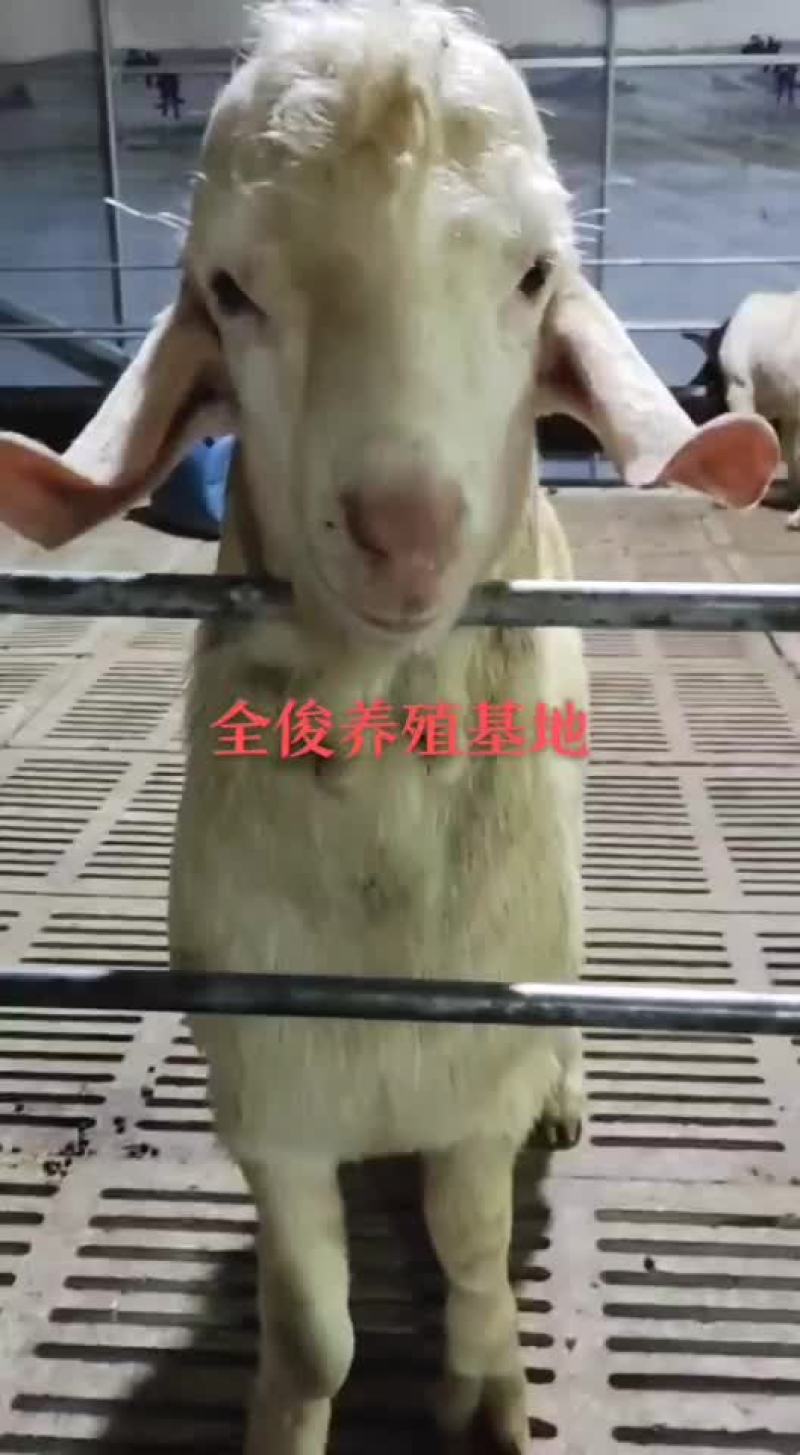 美国白山羊波尔山羊绵羊