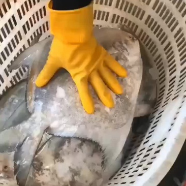 斗鲳鱼