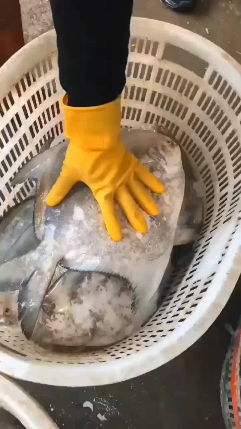 斗鲳鱼