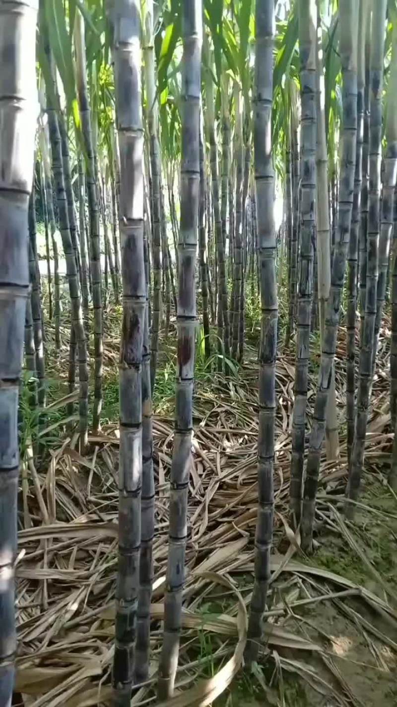黑皮甘蔗