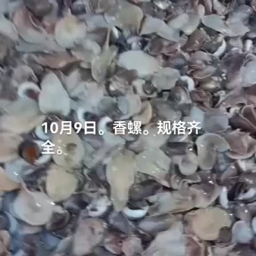 海螺