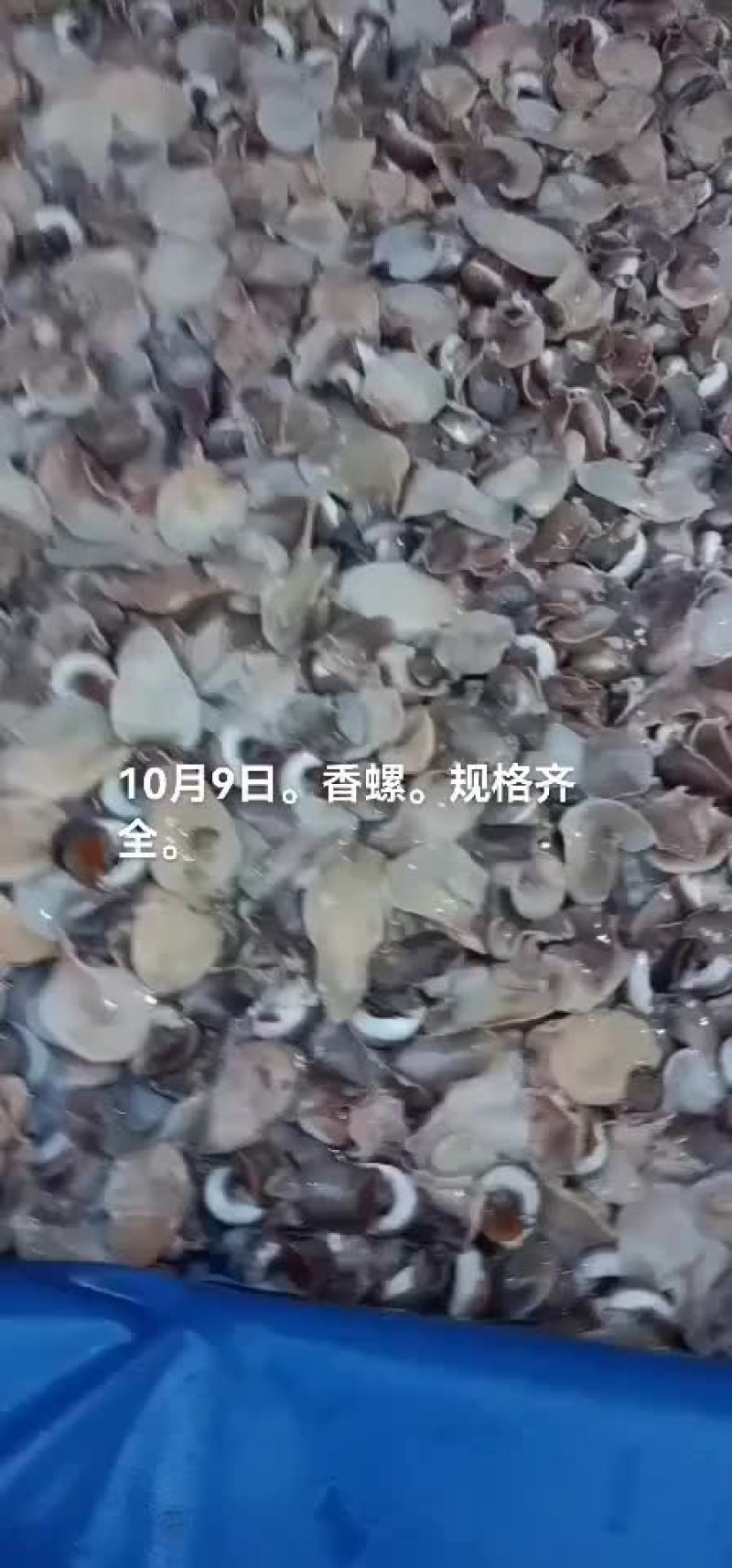 海螺