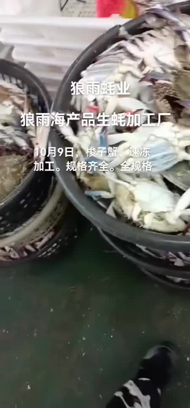 梭子蟹