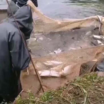 翘壳鱼（翘嘴鱼）销售