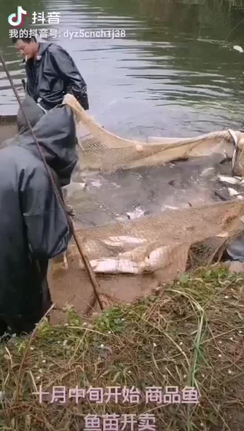 翘壳鱼（翘嘴鱼）销售