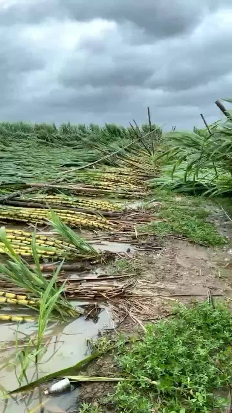 大量倒地黄皮甘蔗出售