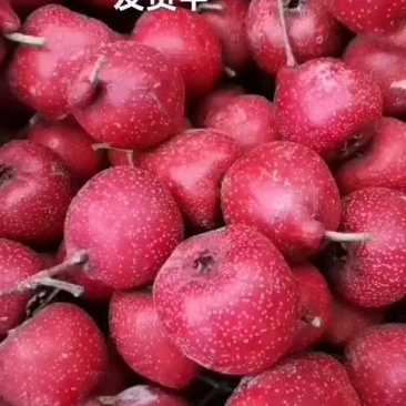 歪把红