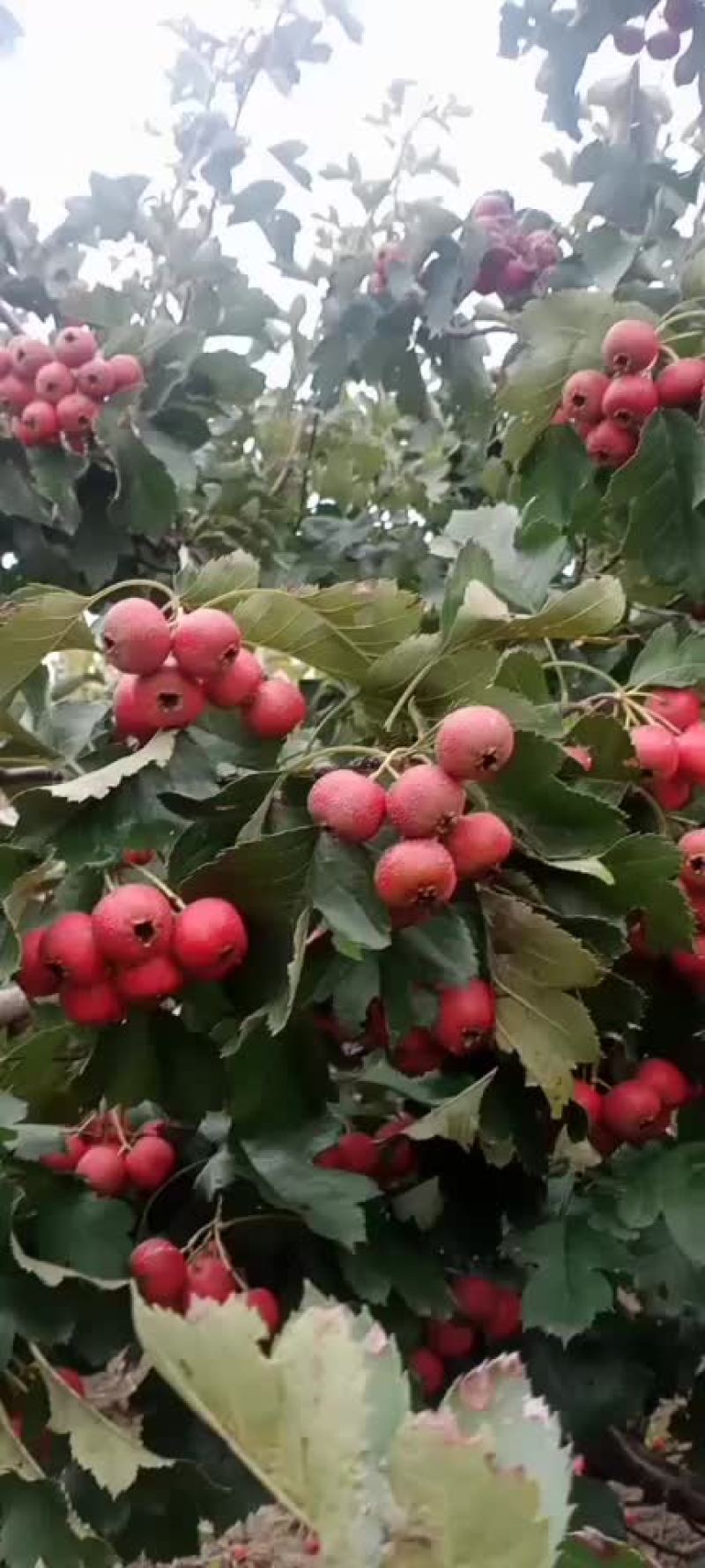 克伦生葡萄