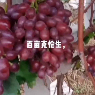 克伦生葡萄
